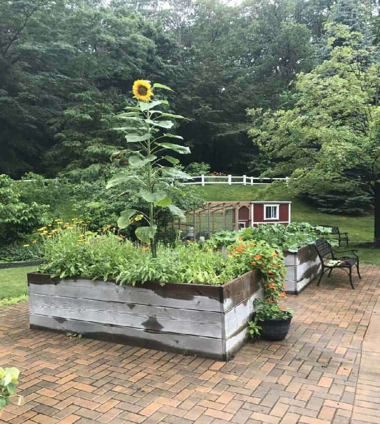 Sunflower Garden