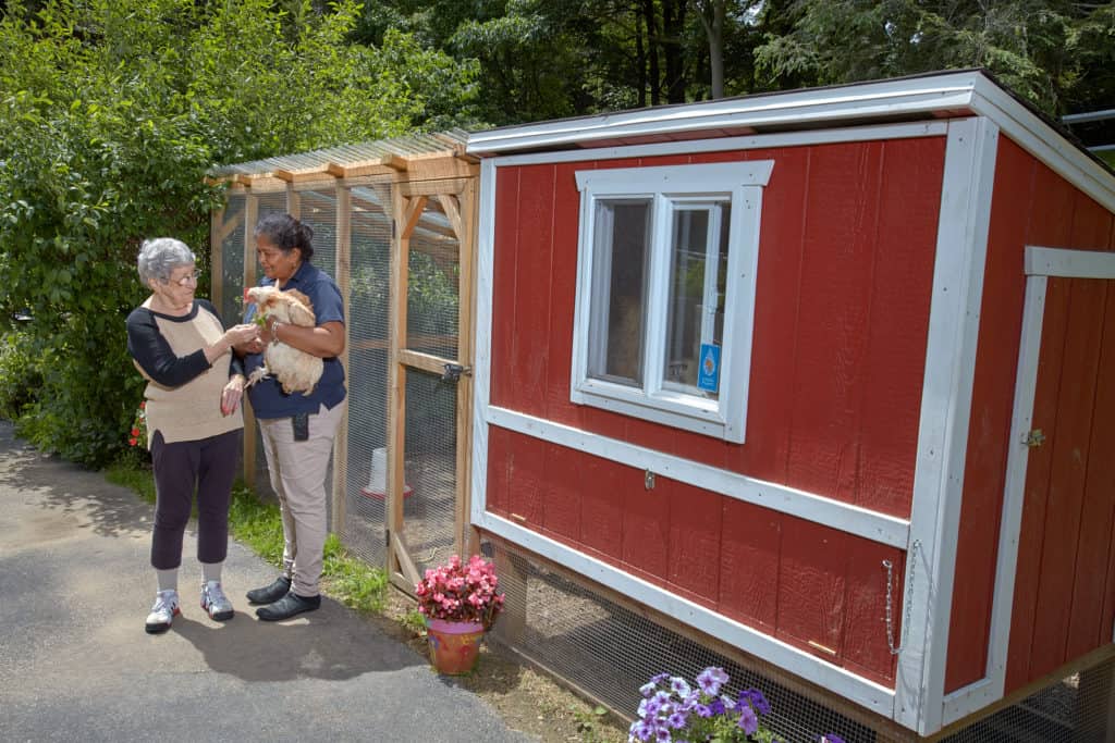 Goddard House chickens